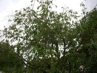 シダレザクラ（枝垂桜）