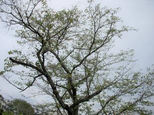 ソメイヨシノ（染井吉野）