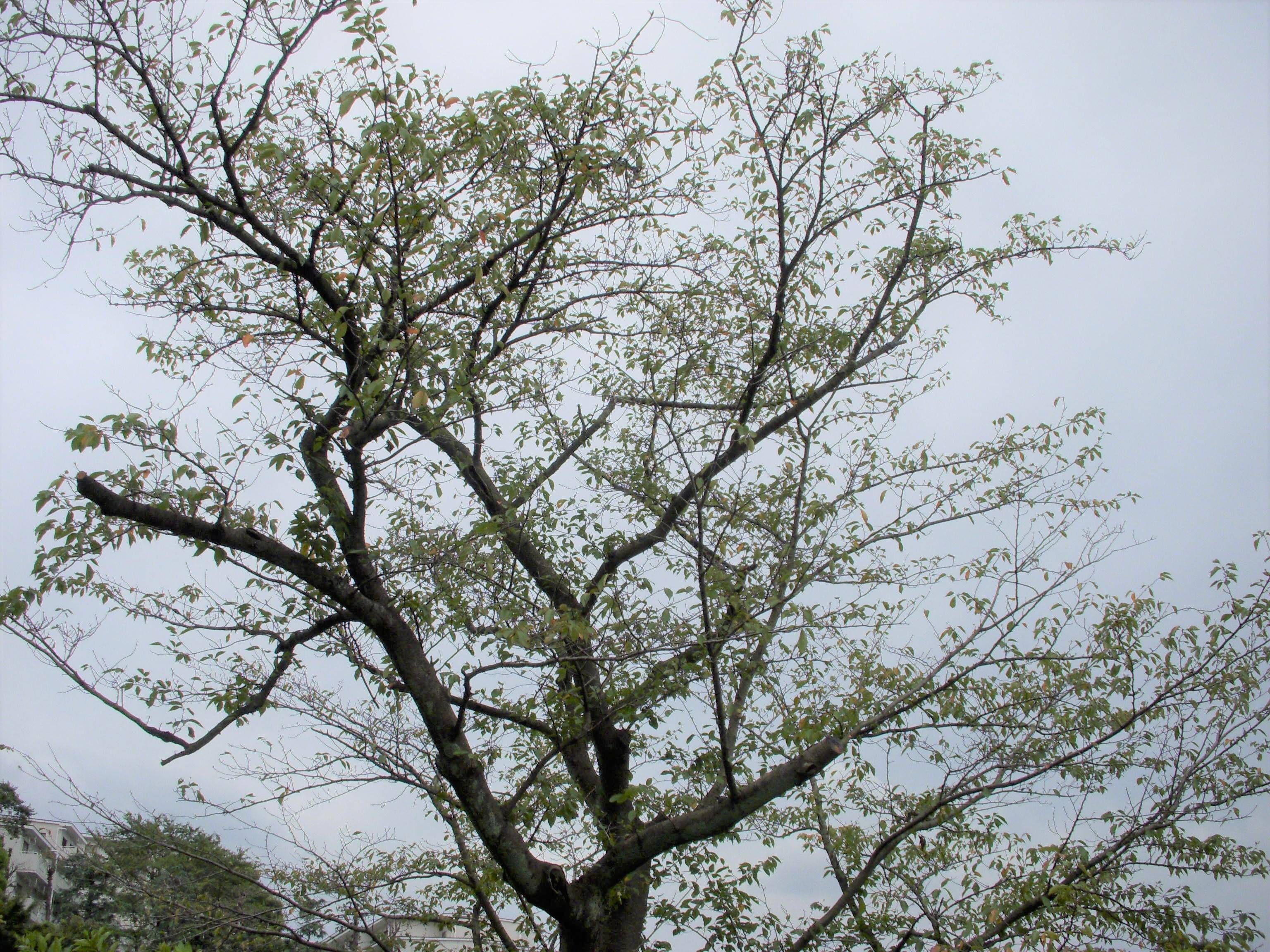 ソメイヨシノ（染井吉野）の写真