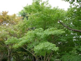 イロハモミジ（いろは紅葉）