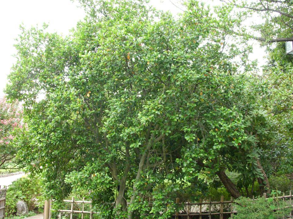 カラタネオガタマ（唐種招霊）の写真