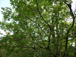 メグスリノキ（目薬の木）