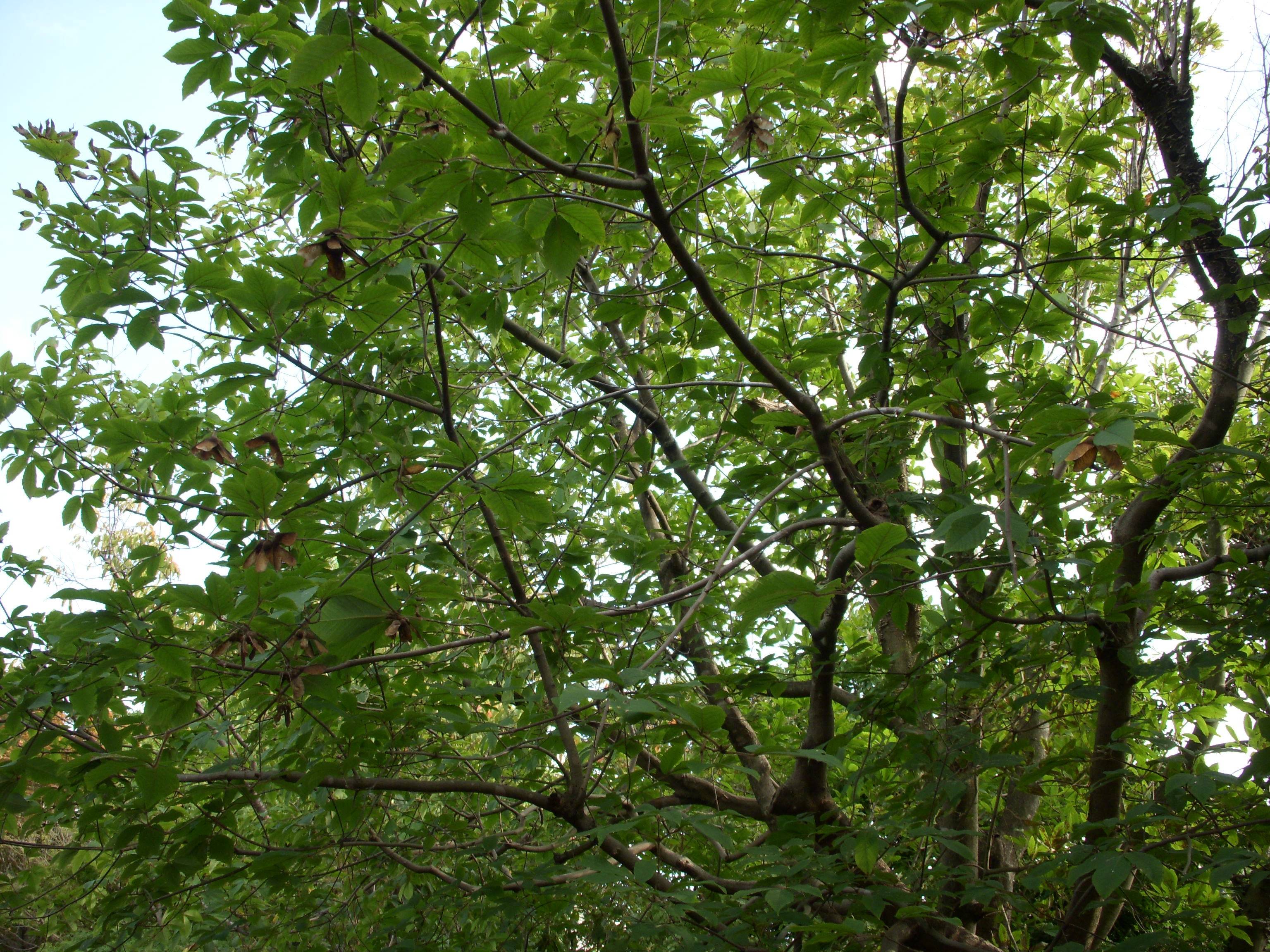 メグスリノキ（目薬の木）の写真