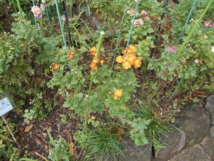 小菊が咲いています。