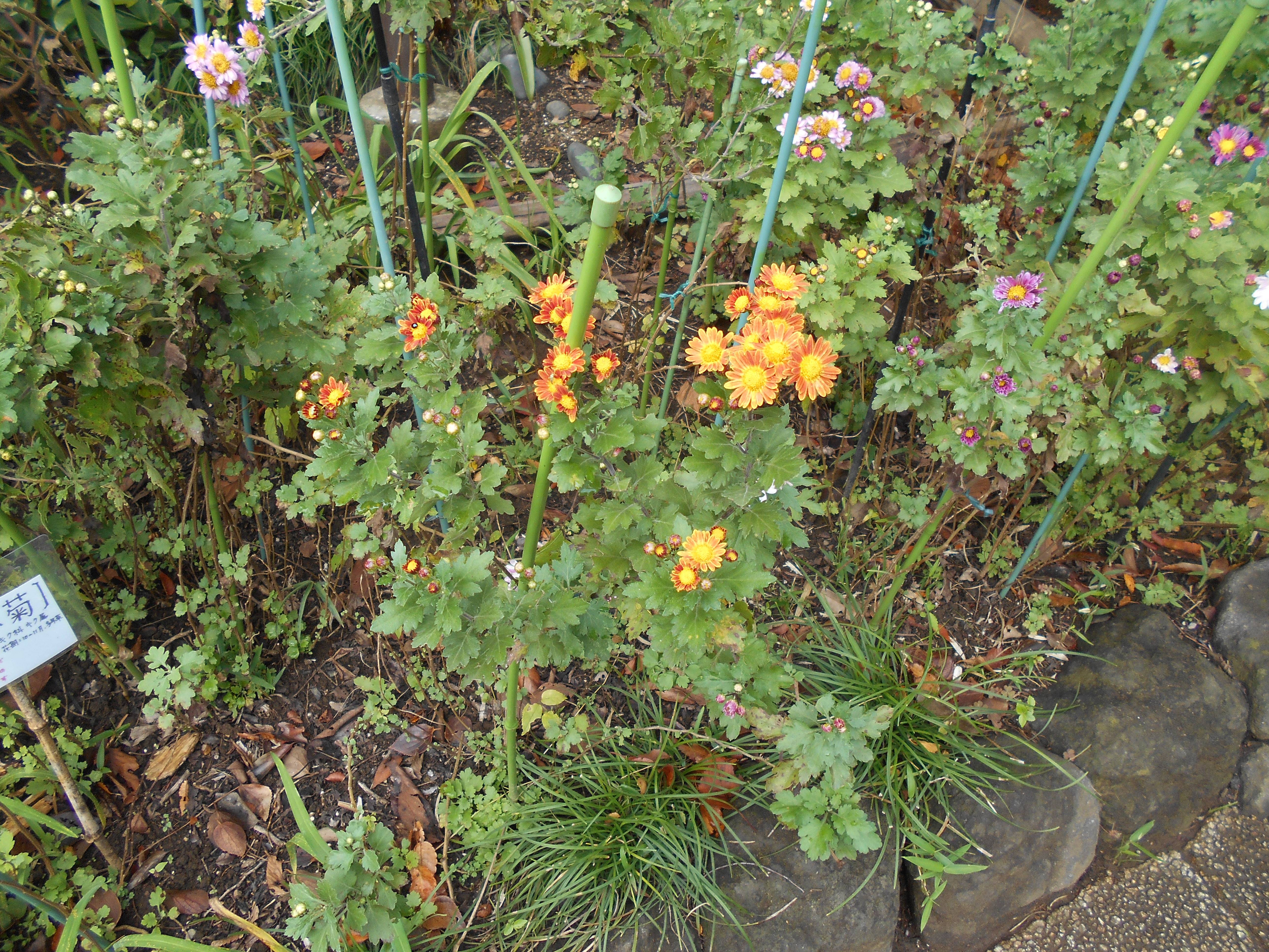 小菊が咲いています。の写真