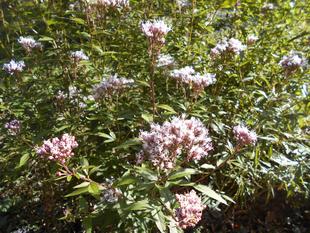 フジバカマが咲いています。