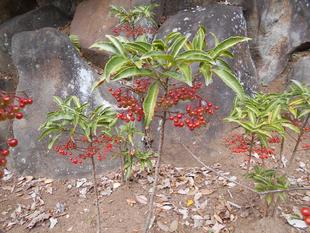 千両・万両が実っています。