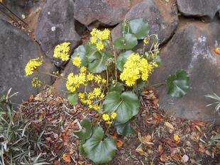 ツワブキが咲いています。