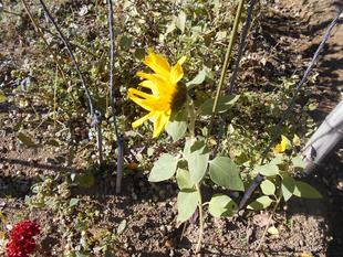 秋ヒマワリが咲いています。