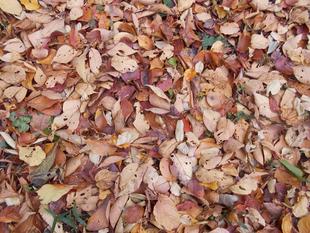 落葉の絨毯が錦織のようです。