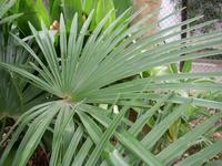 棕櫚の葉 シュロ／しゅろ／棕櫚 - 庭木図鑑 植木ペディア