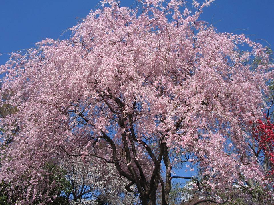 シダレザクラ 枝垂桜 Qr花木図鑑 馬場花木園公式サイト 公益財団法人 横浜市緑の協会 シダレザクラ 枝垂桜 Qr花木図鑑 馬場花木園公式サイト 公益財団法人 横浜市緑の協会