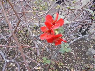 ボケの花が咲いています。