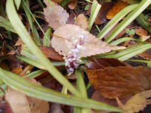 吉祥草が咲いています。