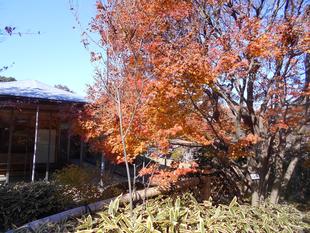 イロハモミジがまだ美しい