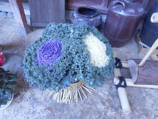 葉牡丹が立派です。