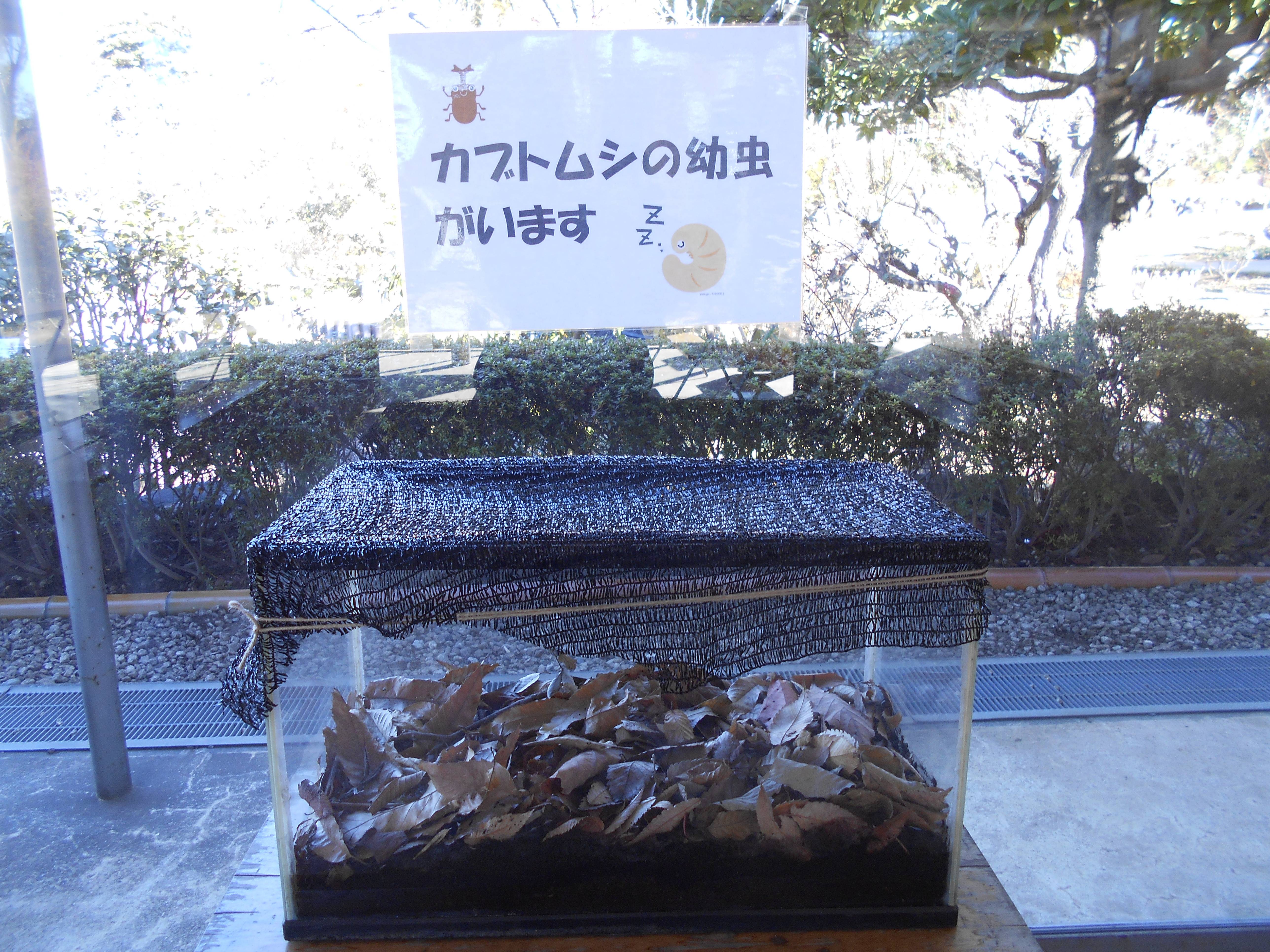カブトムシの幼虫の写真