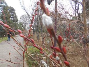 ネコヤナギの穂が出ています。