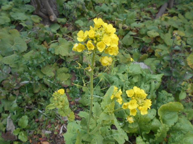 菜の花がポツンと咲いています。の写真