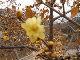 ソシンロウバイが咲き始めました。