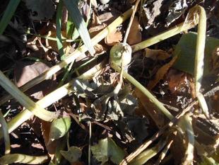 フキノトウが芽を出しています。