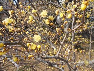 ソシンロウバイが満開です。