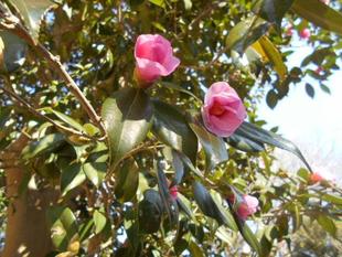 ヤブツバキが満開です。