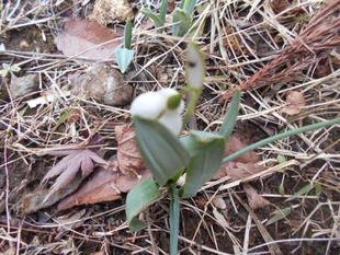 スノードロップが咲いています。