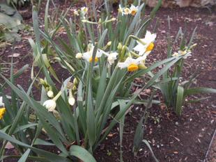 スイセンが咲いています。