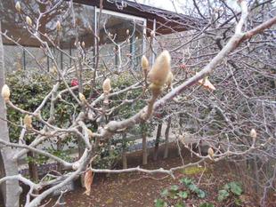 ハクモクレンの芽が出ています。