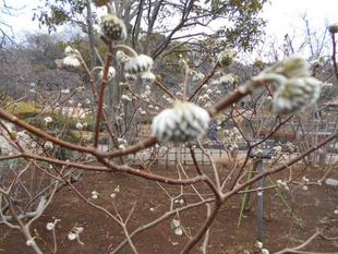 ミツマタが咲いています。