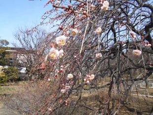 しだれウメがかなり咲き始めました。