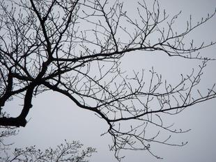 馬場花木園桜開花情報【2月26日号】