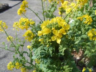 菜の花がいっぱい咲いています。