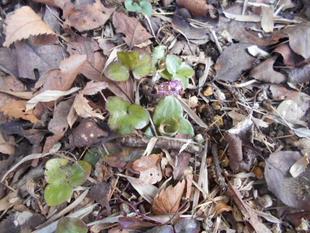 雪割草が小さな顔を出しました。