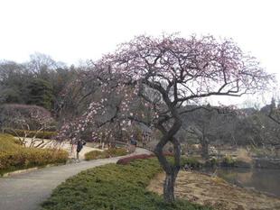 ウメが満開となりました。