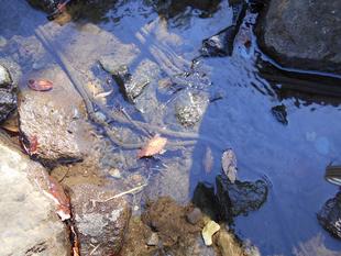 古民家の小川にも春の訪れが・・・