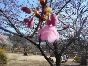 河津桜が咲き始めました。