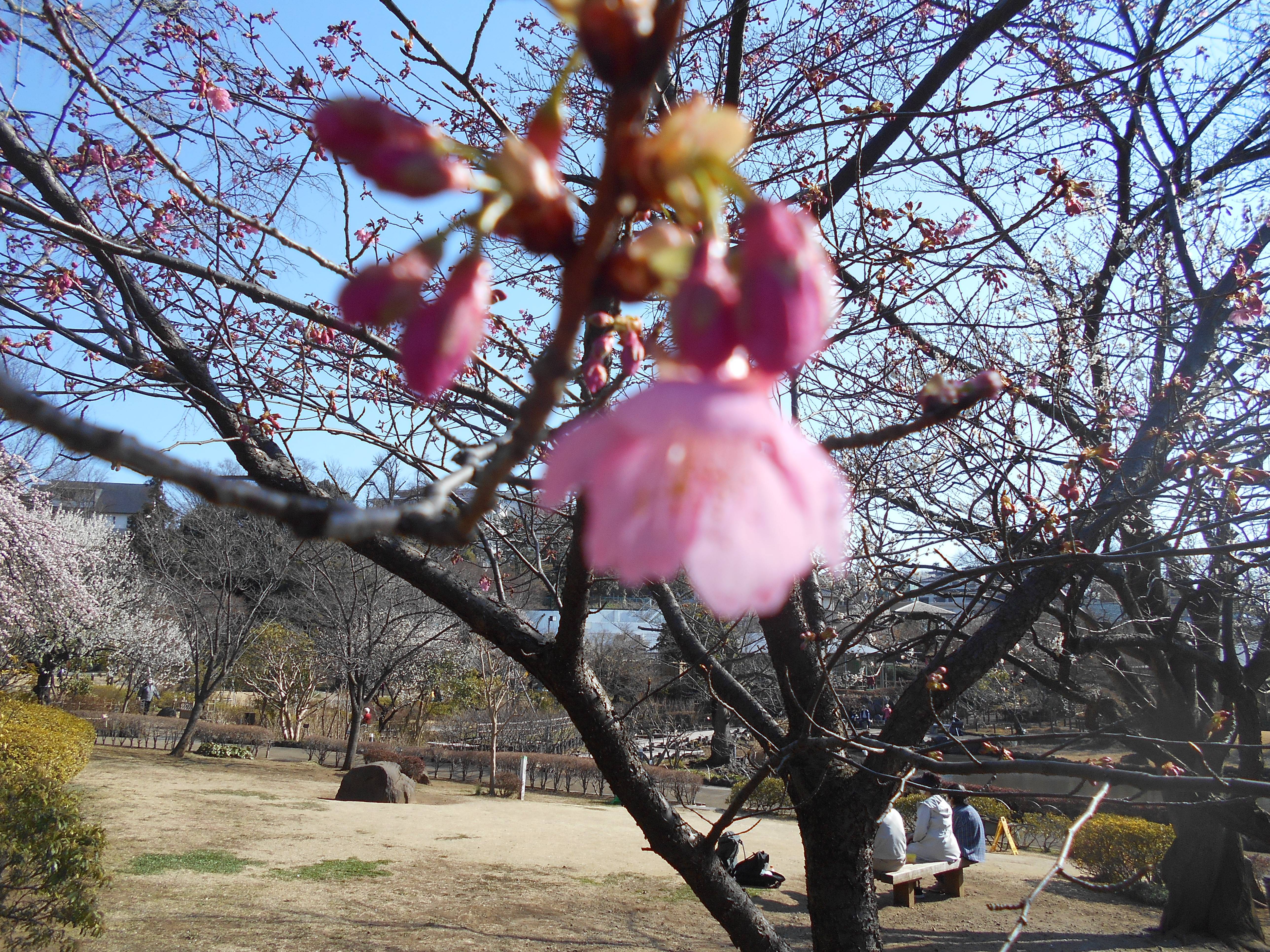 河津桜が咲き始めました。の写真