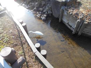 白サギが蓮池に来園しました。
