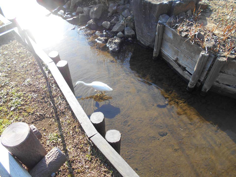 白サギが蓮池に来園しました。の写真