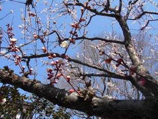 アンズの花が咲いています。