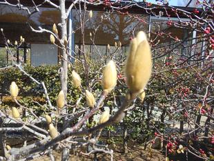 ハクモクレンのつぼみが大きくなってきました。