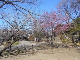 ウメ・サクラ・菜の花が揃い咲きです。