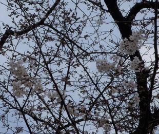 馬場花木園桜開花情報【3月20日】