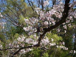 馬場花木園桜開花情報【3月23日】