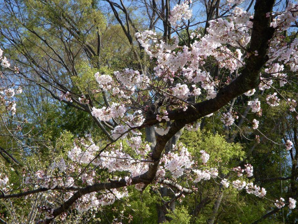 馬場花木園桜開花情報【3月23日】の写真