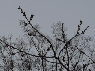 馬場花木園桜開花情報【3月12日】