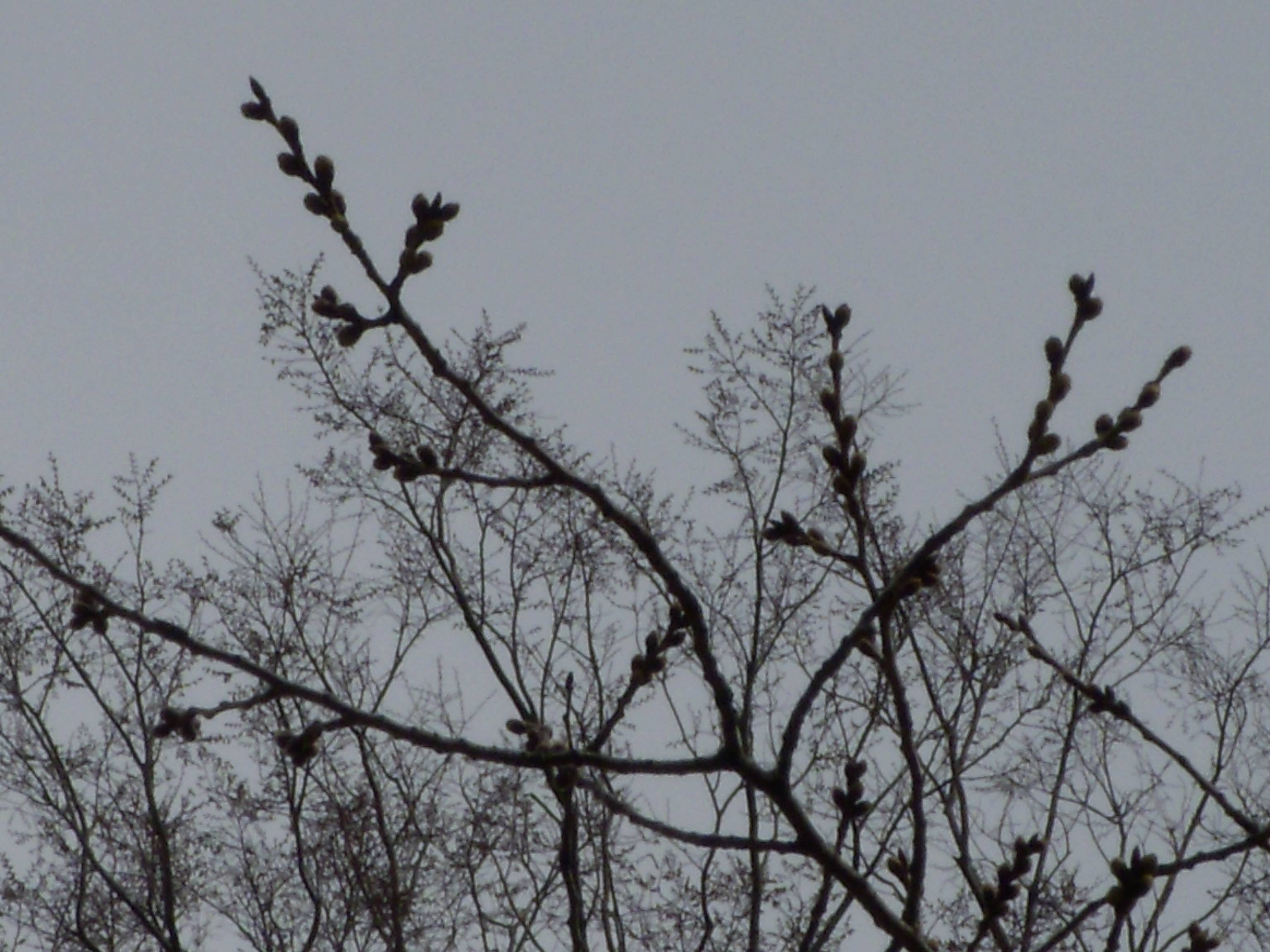 馬場花木園桜開花情報【3月12日】の写真