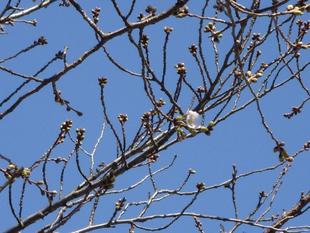 馬場花木園桜開花情報【3月15日】